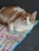 Junge Katze Mucki in 40625