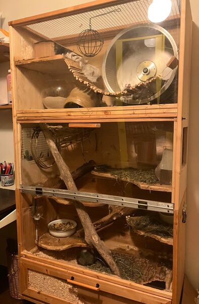 3 DEGU weibchen mit stall, laufrad etc. - Weimar Zentrum