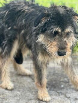 Henriette - ist noch abwartend - Willich