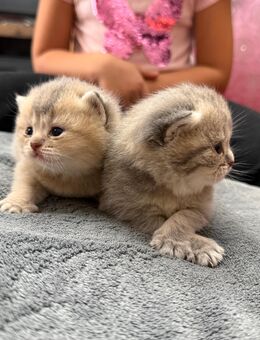 BKH Kitten - Speicher