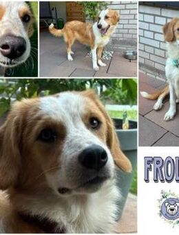FROLIC * freundlicher Welpenbub - Duisburg