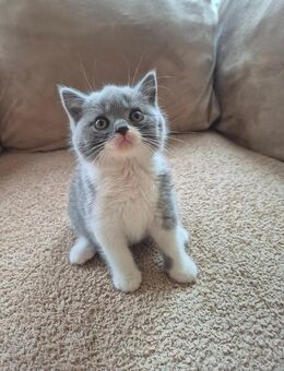 BKH kitten mit Stammbaum - Hanau (Brüder-Grimm-Stadt)