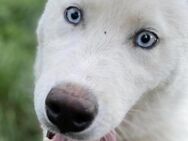 Schneeweißer Husky - Grainau