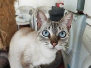 Hübsche Katze Fifi - Eichenzell