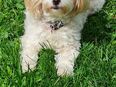 Maltipoo ab 26.6 in 46240