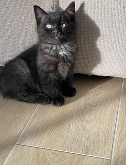 BKH Kitten - Coesfeld