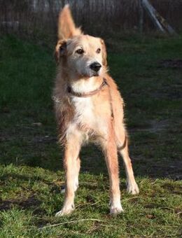 Ned - Altersruhesitz gesucht - Elmshorn