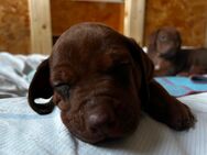 Rhodesian Ridgeback mit Papieren - Westerkappeln