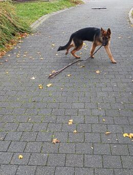 Schäferhundwelpe - Gerbstedt