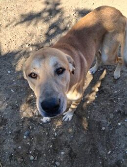 Zuhause/Pflegestelle gesucht für Nino - Miesbach