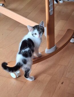 Katzenbabys Abzugeben - Gronau (Westfalen)