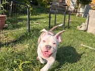 American bully hündin 15 wochen - Eisleben (Lutherstadt)