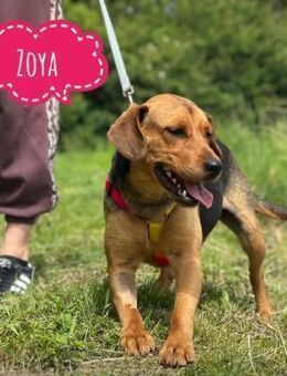 Zoya eine Hündin zum lieb haben - Flörsheim-Dalsheim