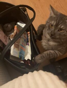 Kater zum abgeben - Mainz