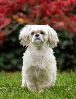 Sammy - kuschelt gerne - Löwenberger Land