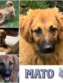MATO * ruhiger Typ im Teddypelz - Duisburg