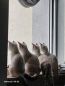 Bengal White lynx in 67059