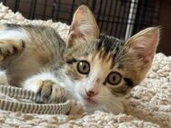 Gretel - sucht Zuhause ohne Hexe - Kirchheim (München)