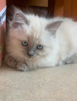 Reinrassige typvolle Ragdoll Kitten Familienkatze Katzenbaby - Westerburg