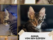 Traumhaftes Türkisch Angora Kitten, liebevolle, seriöse Zucht. Stammbaum, kastriert, gechipt, geimpft - Norderstedt