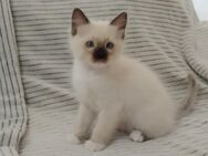 3 Ragdoll Kitten - Laatzen Zentrum