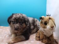 Australian Shephard Welpen suchen ihre Menschen - Ebstorf (Klosterflecken)