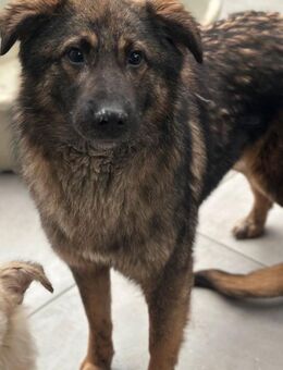 Milo, Mischlingsrüde, 11 Monate - Wegberg