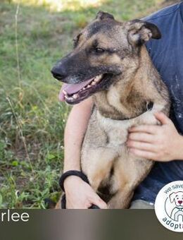 Marlee: Lebensfreude sucht Zuhause - Kirchzell