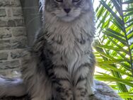 11 Monate junge Maine Coon Mädchen mit Ahnentafel sind ab sofort auf der Suche - Lintig
