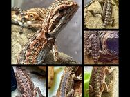 sehr schicke Baby Bartagamen (pogona vitticeps) - Hamburg Wandsbek