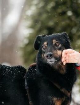 Berta❤️sucht liebevolle Menschen - Rott (Inn)