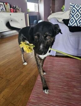 Olivia - starke Persönlichkeit - Mettmann