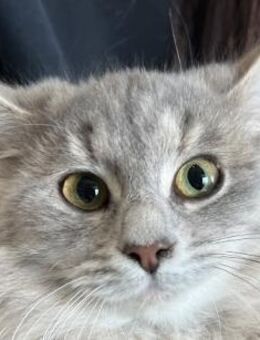 Diva - der Name ist Programm - Süderbrarup