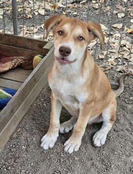 Welpe OLIVER = mutig neugierig offen♥️ - München