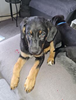 Labrador Mix Welpe abzugeben - Hillesheim (Landkreis Mainz-Bingen)