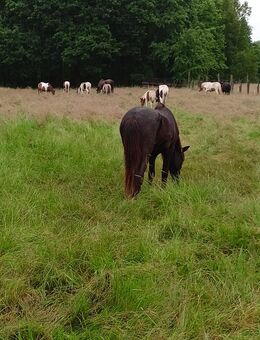 Biete Offenstallplatz mit Weidegang in netter Stallgemeinschaft - Soltau