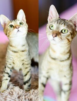 Celina & Claudie aus dem Tierschutz - Grevenbroich