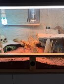 Zwergbartergame in 45329