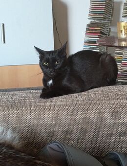 Katze - Wunstorf Zentrum