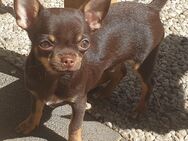 Chihuahua Rüde schoko tan kurzhaar sucht ein tolles Zuhause - Krefeld
