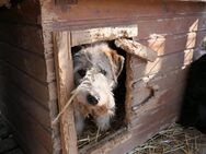 Fluffy sucht seine Menschen - Kallmünz