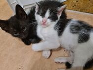 Junge Kätzchen männlich abzugeben - Bad Sulza