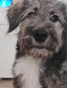 Knopfauge Cedric sucht dich! - München