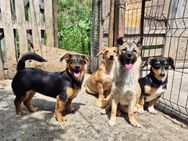 Kleine Riva sucht eine Familie - Kleinostheim