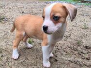 Abgabebereit! Französische Bulldogge Welpen