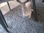 Deutscher Riese Kaninchen Hase Dringend bitte lesen - Nürnberg
