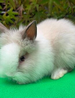 tolle Löwenzwerge abzugeben, 13 Wochen, kastriert und geimpft - Gelsenkirchen Ückendorf