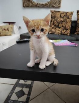 Georgy aus dem Tierschutz - Grevenbroich