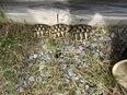 Griechische Landschildkröten ingesamt 4 Nachzuchten zu verkaufen in 97450