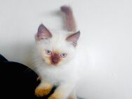 Britische Langhaarkatze mit blauen Augen 2 Monaten alt - Bensheim